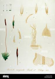 Attēlu rezultāti vaicājumam “Barbula convoluta sporophyte”