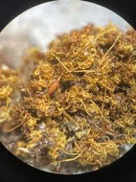 Attēlu rezultāti vaicājumam “Weissia brachycarpa”