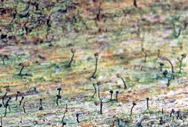 Attēlu rezultāti vaicājumam “Chaenotheca trichialis”