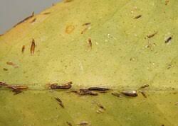 Attēlu rezultāti vaicājumam “Lepidosaphes ulmi imago”