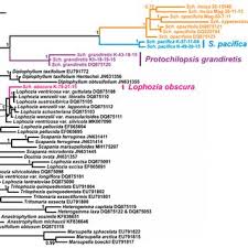 Attēlu rezultāti vaicājumam “Tritomaria exsectiformis cells”