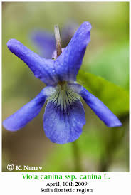 Attēlu rezultāti vaicājumam “Viola canina leaf”