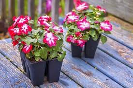 Image result for Impatiens walleriana