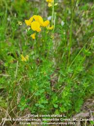 Attēlu rezultāti vaicājumam “Lotus corniculatus flower”