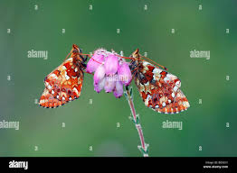 Attēlu rezultāti vaicājumam “Boloria aquilonaris underside”
