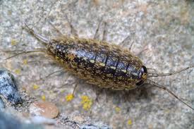 Attēlu rezultāti vaicājumam “Lophozia laxa”