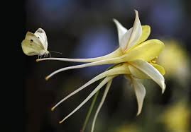 Image result for Akelei