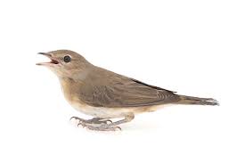 Attēlu rezultāti vaicājumam “Sylvia borin adult”