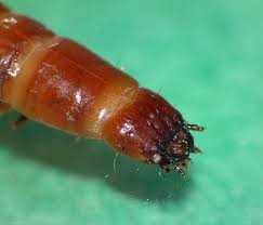 Attēlu rezultāti vaicājumam “Elateridae larva”