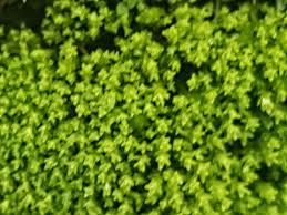 Attēlu rezultāti vaicājumam “Rhytidiadelphus subpinnatus sporophyte”