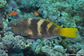 Image result for Scarus ferrugineus