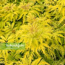 Attēlu rezultāti vaicājumam “Sambucus racemosa leaf”