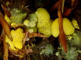 Attēlu rezultāti vaicājumam “Ceratiomyxa porioides plasmodium”