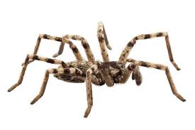 Attēlu rezultāti vaicājumam “Lycosidae”