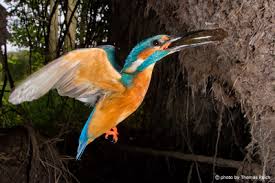 Attēlu rezultāti vaicājumam “Alcedo atthis nest”