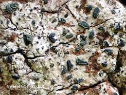 Attēlu rezultāti vaicājumam “Alyxoria varia”