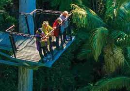 「Mt. Tamborine」的圖片搜尋結果