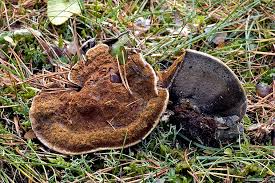 Attēlu rezultāti vaicājumam “Onnia tomentosa”