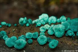 Attēlu rezultāti vaicājumam “Chlorociboria aeruginascens”