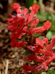 Attēlu rezultāti vaicājumam “Corydalis solida leaf”