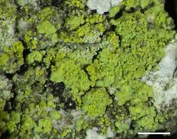 Attēlu rezultāti vaicājumam “Candelariella sp.”