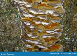 Attēlu rezultāti vaicājumam “Antrodia serialis”