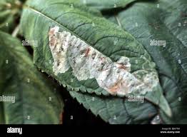 Attēlu rezultāti vaicājumam “Impatiens parviflora leaf”