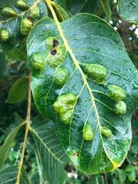 Attēlu rezultāti vaicājumam “gall”