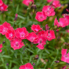 Image result for Dianthus gratianopolitanus