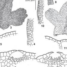 Attēlu rezultāti vaicājumam “Conocephalum salebrosum”