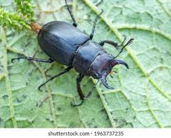 Attēlu rezultāti vaicājumam “Lucanidae”