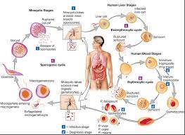 Attēlu rezultāti vaicājumam “Lycogala botrydium plasmodium”