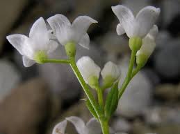 Attēlu rezultāti vaicājumam “Galium rivale flower”