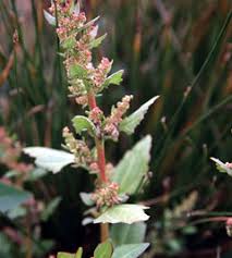 Image result for chenopodium foliosum