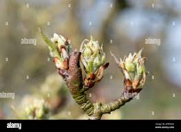 Attēlu rezultāti vaicājumam “Pyrus communis bud”