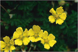 Image result for Potentilla anserina