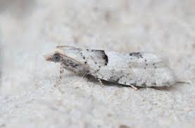 Attēlu rezultāti vaicājumam “Epinotia bilunana”