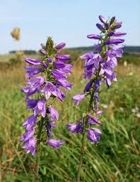 Image result for Campanula moesiaca