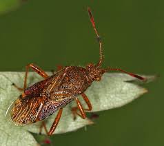 Attēlu rezultāti vaicājumam “Rhopalus maculatus”