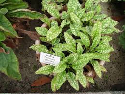 Image result for Lungenkraut