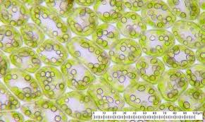 Attēlu rezultāti vaicājumam “Lophozia longidens”