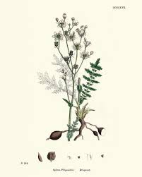 Image result for Filipendula vulgaris
