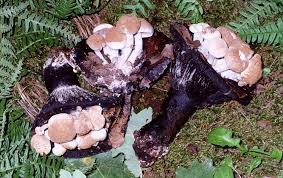 Attēlu rezultāti vaicājumam “Asterophora lycoperdoides”