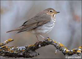 Image result for Catharus ustulatus