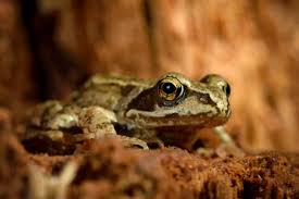 Attēlu rezultāti vaicājumam “Rana temporaria”