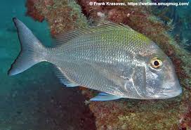 Image result for Calamus nodosus