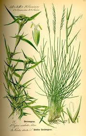 Attēlu rezultāti vaicājumam “Nardus stricta fruit”