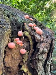 Attēlu rezultāti vaicājumam “Lycogala cf. oleocrystalliferum spores”