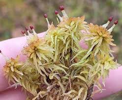 Attēlu rezultāti vaicājumam “Sphagnum teres”