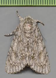 Attēlu rezultāti vaicājumam “Acronicta aceris larva”